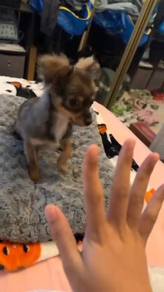 5 Month Old Chihuahua in Long Beach, California
