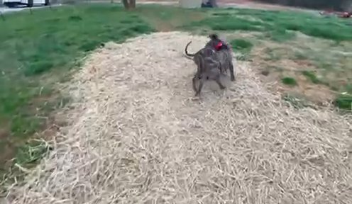 Buffy & Bailey in Spartanburg, South Carolina