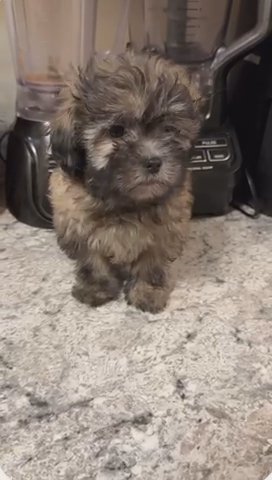 Female Shih-Poo in Catonsville, Maryland