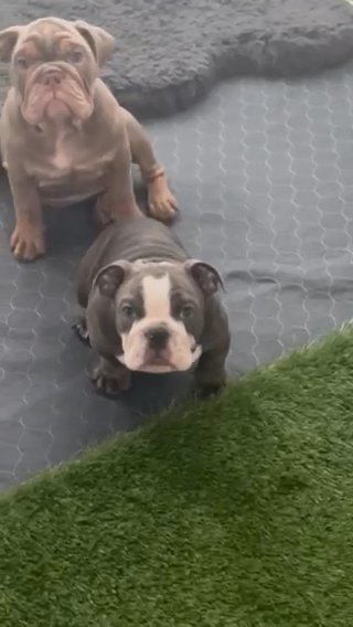 Micro Brindle in Stockton, California