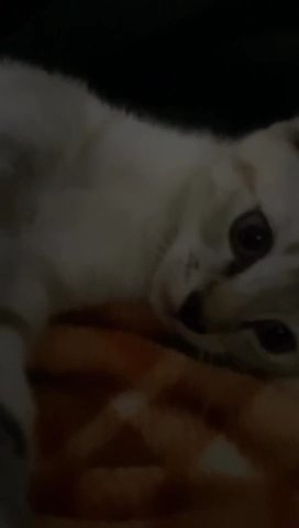 Siamese/Tabby mix for sale! in Porterville, California