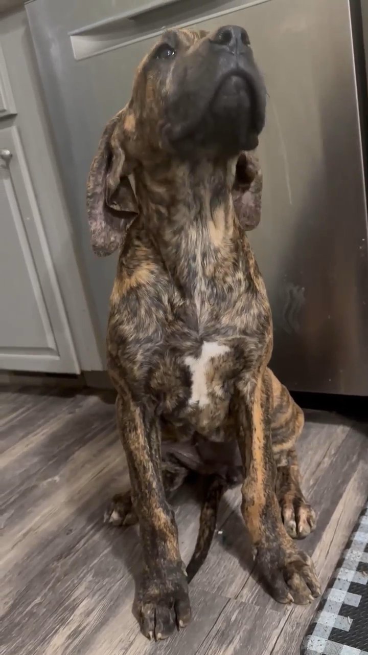 AKC Brindle Great Dane Female Maple in Roanoke, Virginia