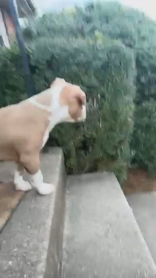 19 week old pit bull girl in Roanoke, Virginia