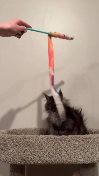 Maile Maine Coon Kitten in Salt Lake City, Utah