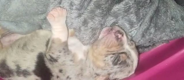 Tri Merle American Bullies in Lexington-Fayette, Kentucky