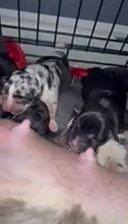 American Bully XL Puppies in Charlotte, North Carolina