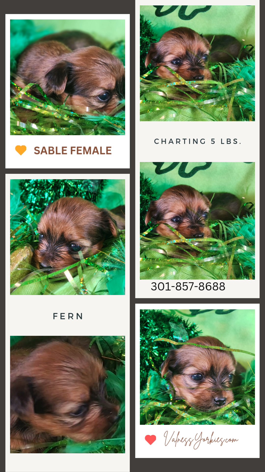 Fern in Washington, District of Columbia