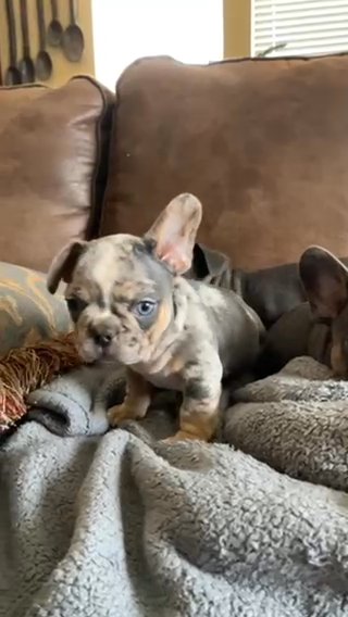 AKC French bulldogs in Houston, Texas