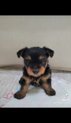 Female Yorkie in Dallas, Texas