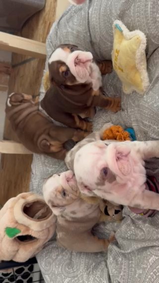 AKC English Bulldogs in Las Vegas, Nevada