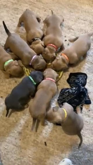 American Pocket Bullies in Pittsburgh, Pennsylvania