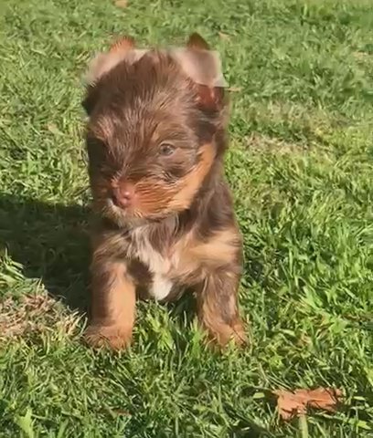 Sable Chocolate Yorkie in Waco, Texas