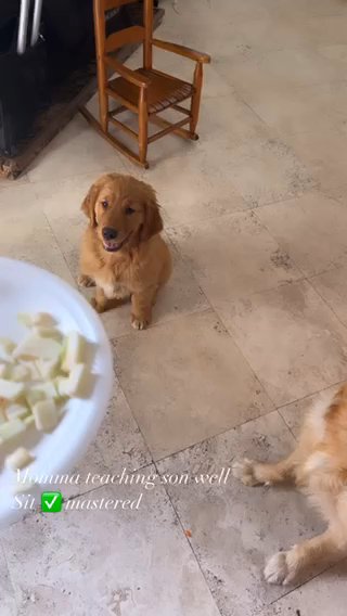 Golden Retriever Puppy in Delano, California