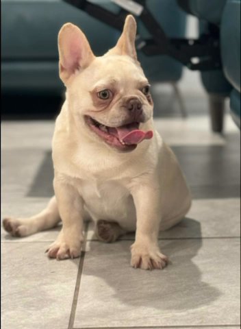 French Bulldog in Ocala, Florida