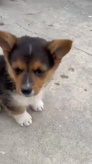 Puppies in Colton, California