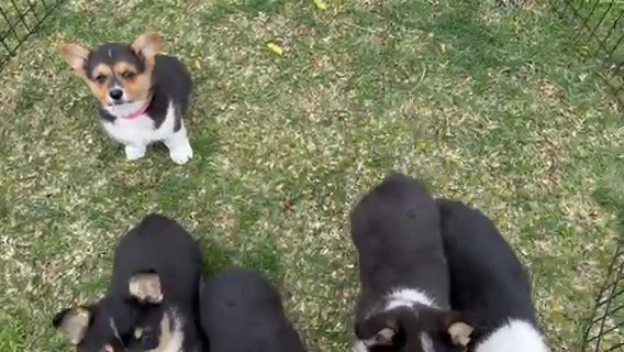 Corgi Puppies in Colton, California