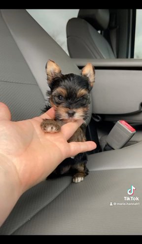 Very Small Yorkshire Terrier in Cookeville, Tennessee