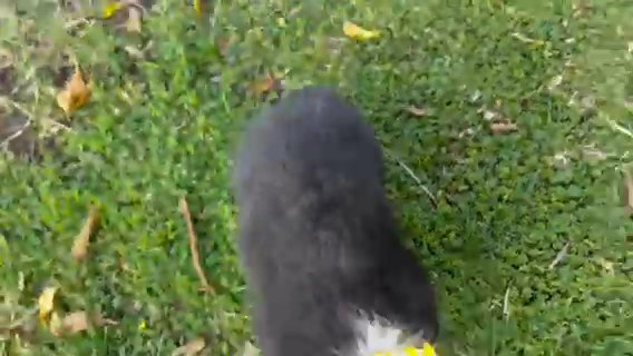 Cute Corgis in Colton, California