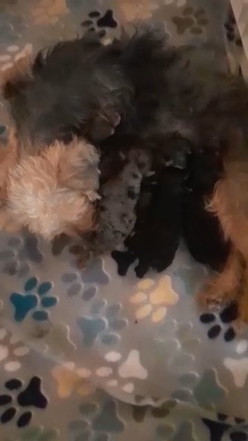 yorkiepoo/yorkie litter in Charlotte, North Carolina