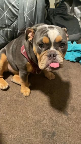 English Bulldog For Sale in Los Angeles, California