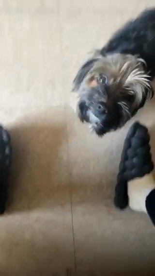 Toy Yorkshire Terrier Full Bred in Newark, New Jersey