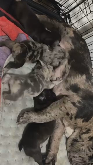 French bull dog Puppy in Lexington-Fayette, Kentucky