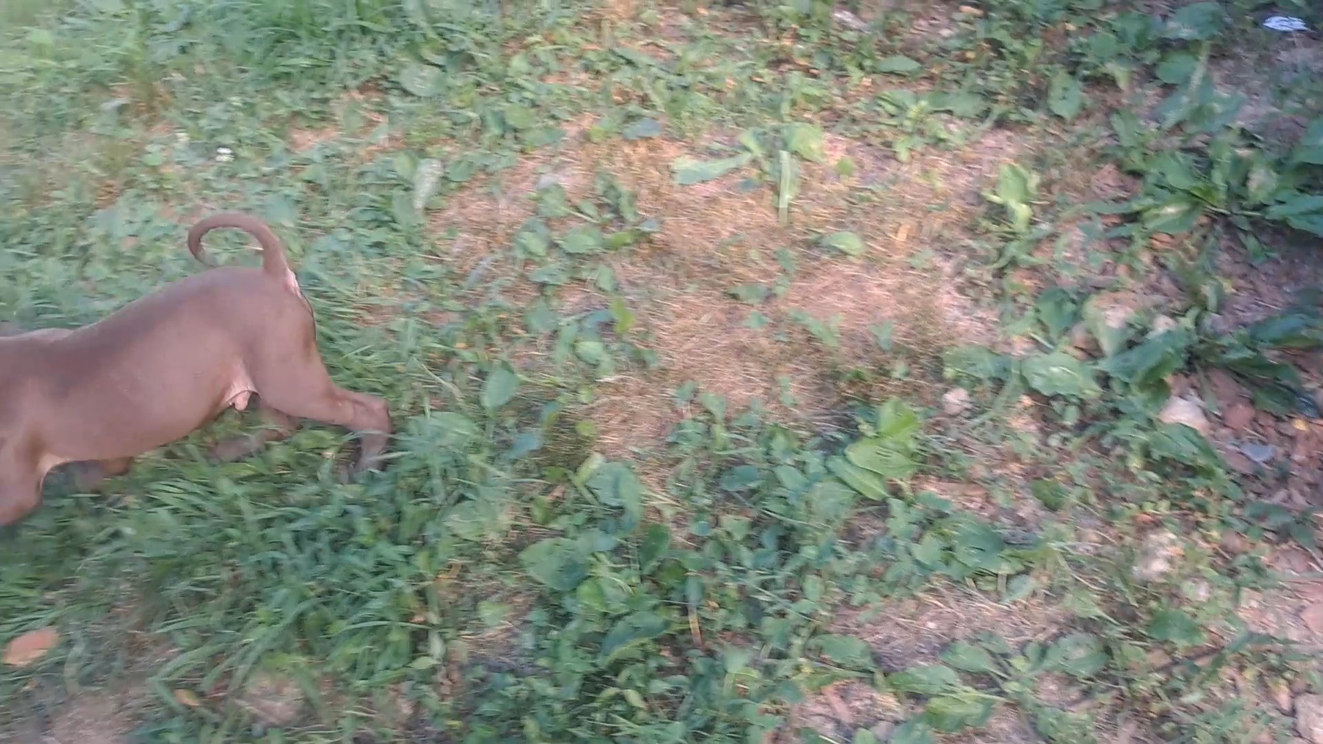 pitbull puppies in Mountain Home, Arkansas