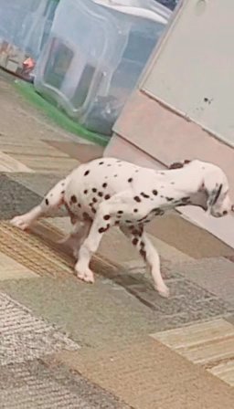 AKC Dalmatians Full breed in Denver, Colorado