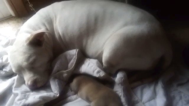 fur puppies in Atlanta, Georgia
