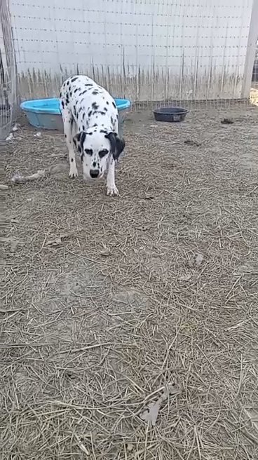 Female dalmatian in Paragould, Arkansas