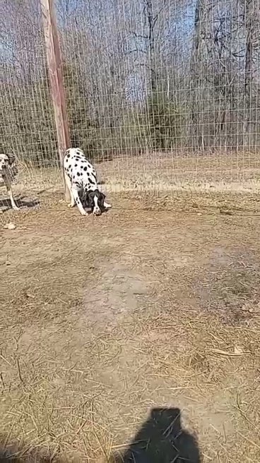 Dalmatian in Paragould, Arkansas
