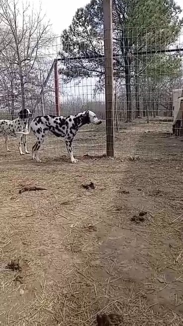 Male dalmatian in Paragould, Arkansas
