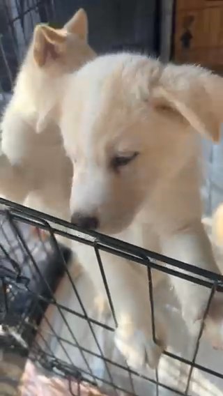 5 Beautiful Huskies With Blue Eyes ? in Los Angeles, California