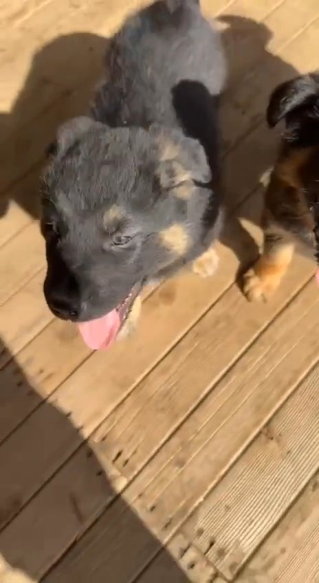 King german shepard in Vancouver, Washington