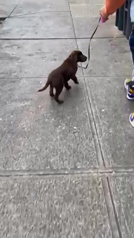 Labrador in Paterson, New Jersey