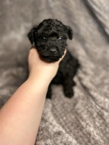 Ted - AKC Miniature Poodle in Birmingham, Alabama