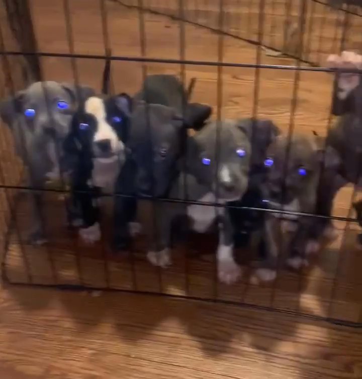 pitbull puppies in Chicago, Illinois