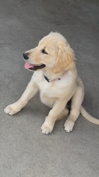 Golden Girl in Los Angeles, California