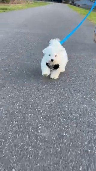 Bichon Frisé Puppy in Auburn, Washington