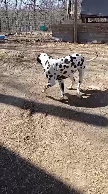 Dalmatian in Paragould, Arkansas