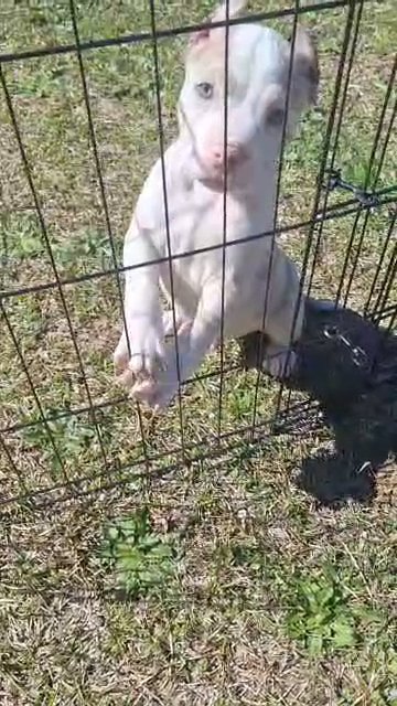 Merle standard American Bully in Greenwood, South Carolina