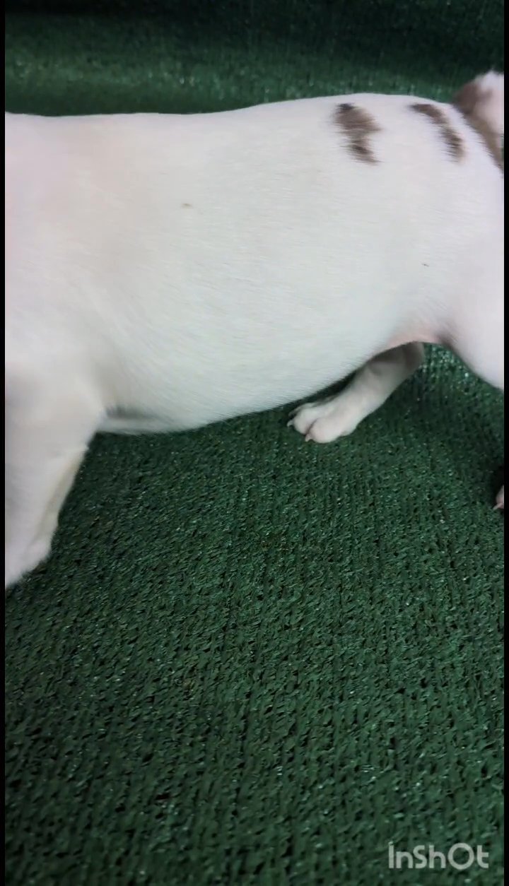 Frenchie Kane in Albuquerque, New Mexico