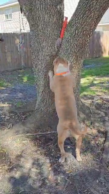 available stud in Slidell, Louisiana