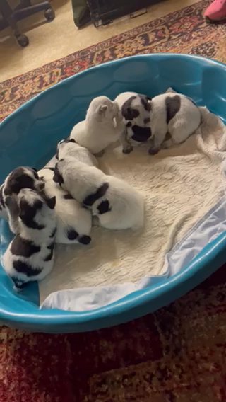 Blue Heeler Puppies in Salisbury, North Carolina