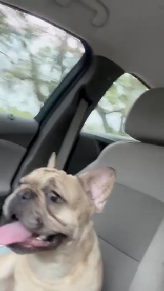 Adult Male Frenchy in Tampa, Florida