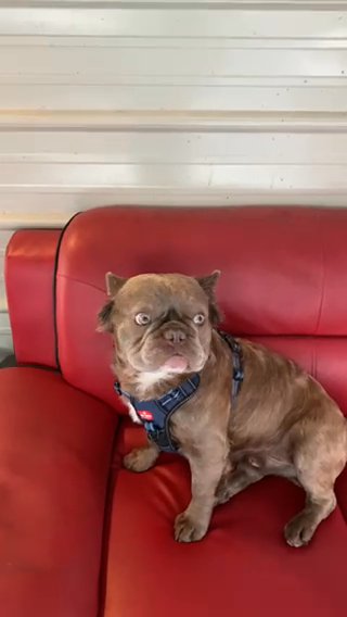Hef Full visual Fluffy in Tampa, Florida