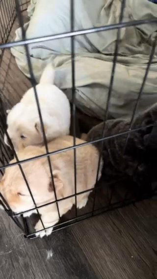 Chow Chow puppies !!! in Tampa, Florida