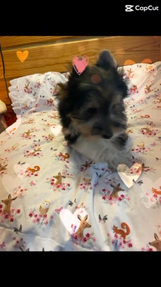 Parti Yorkie in Beckley, West Virginia