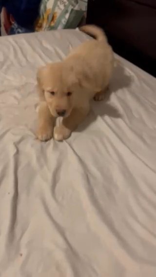 GOLDEN RETRIEVER FOR SALE in Queens, New York