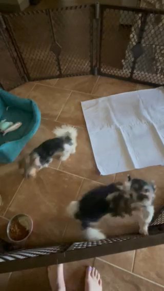 Parti Yorkie in Beckley, West Virginia